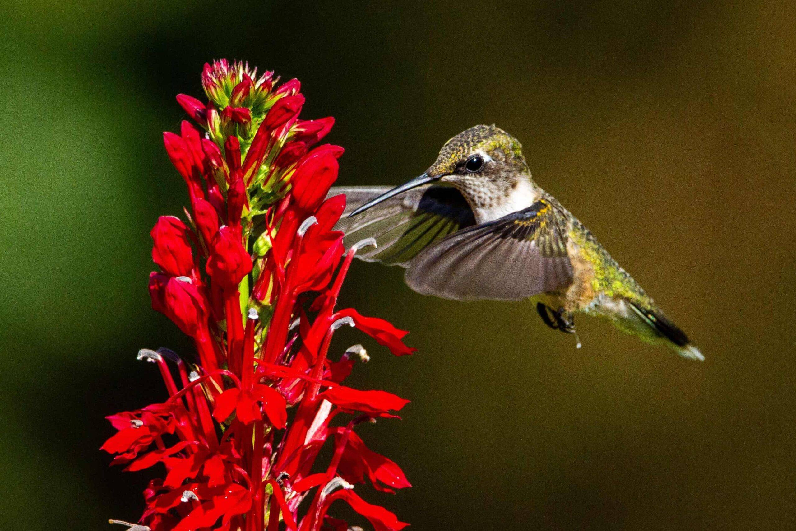 A ruby-throated hummingbird hovers next to a cardinal flower.