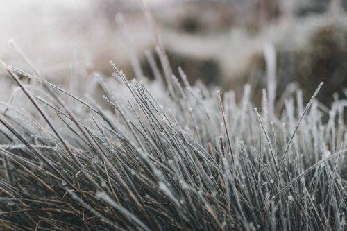 grass, frost, winter