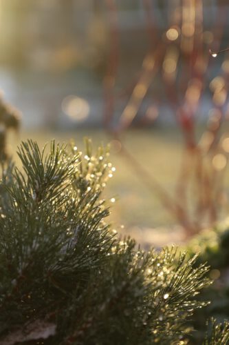 Mugo Pine bathed in morning light after freezing rain in January