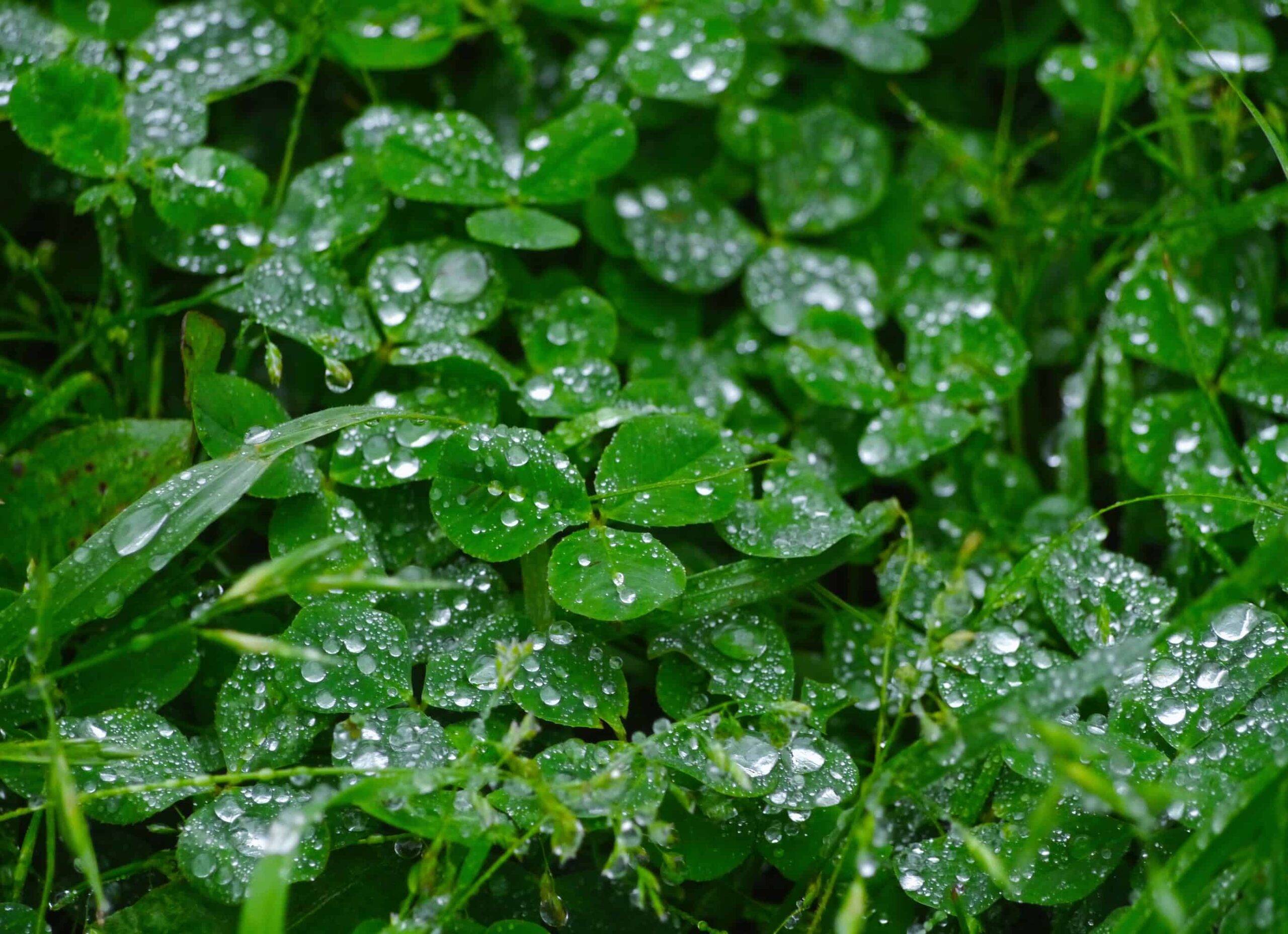 rain, trefoil, clover