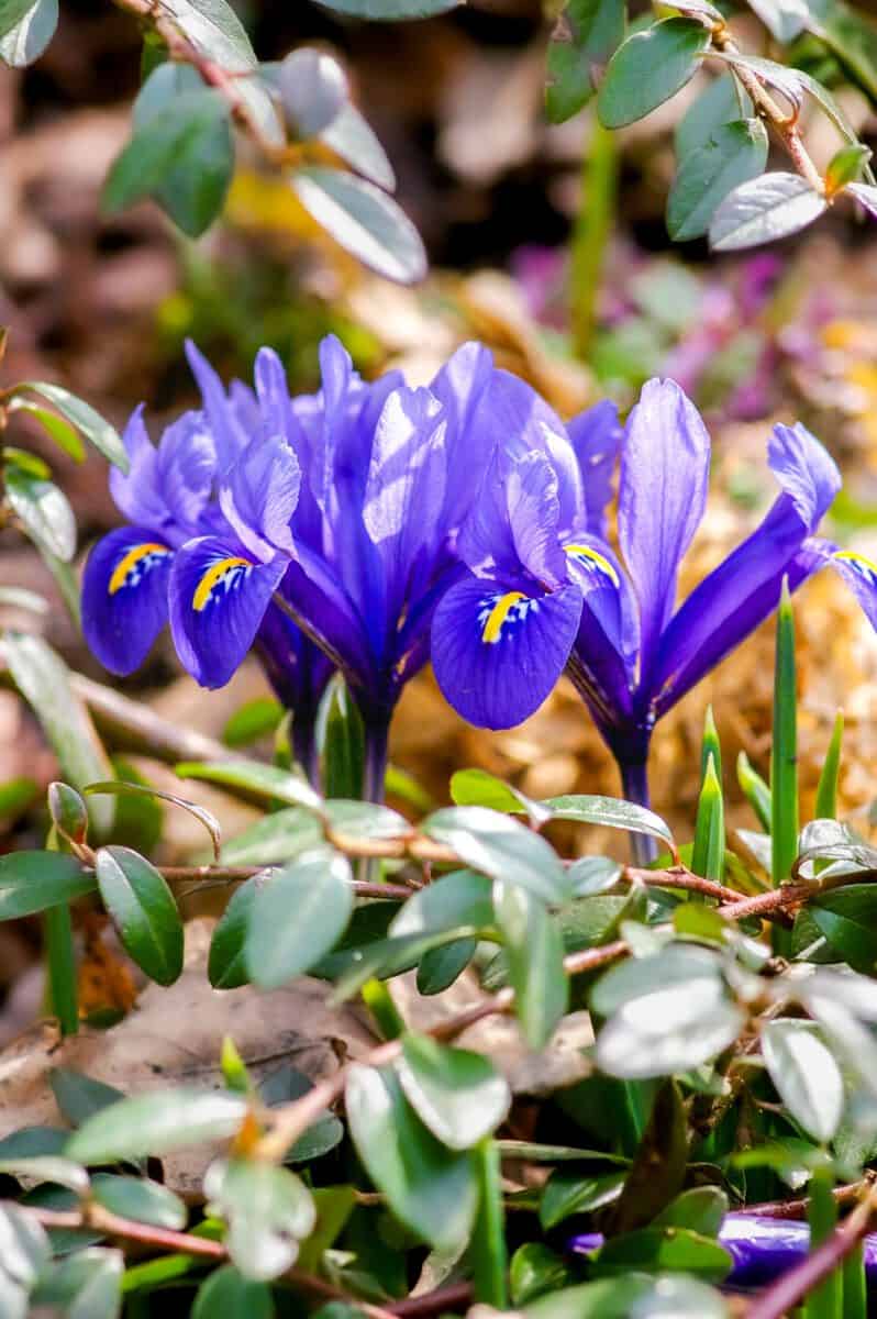 Violet irises in spring
