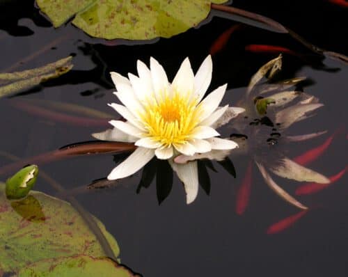 water, lily, koi
