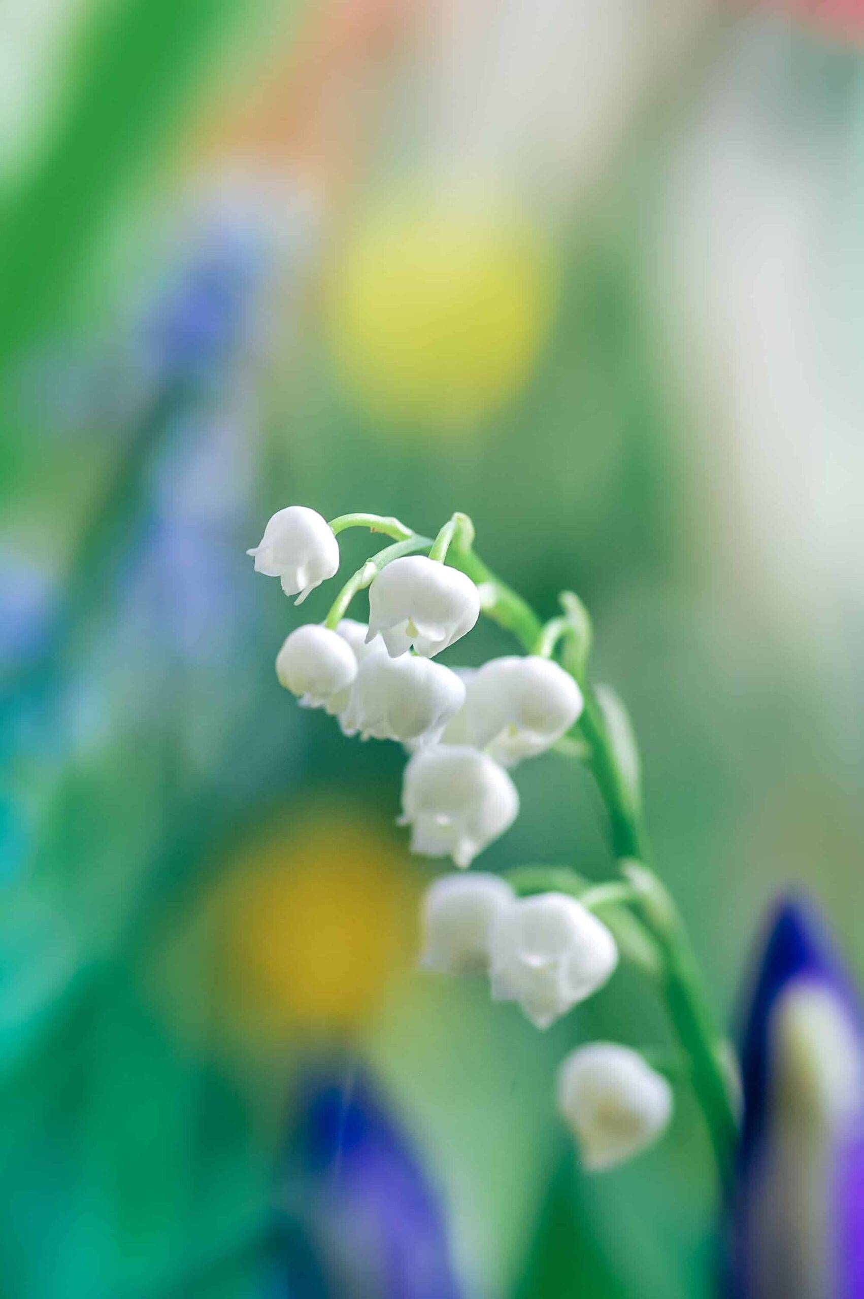 White lily of the valley in spring