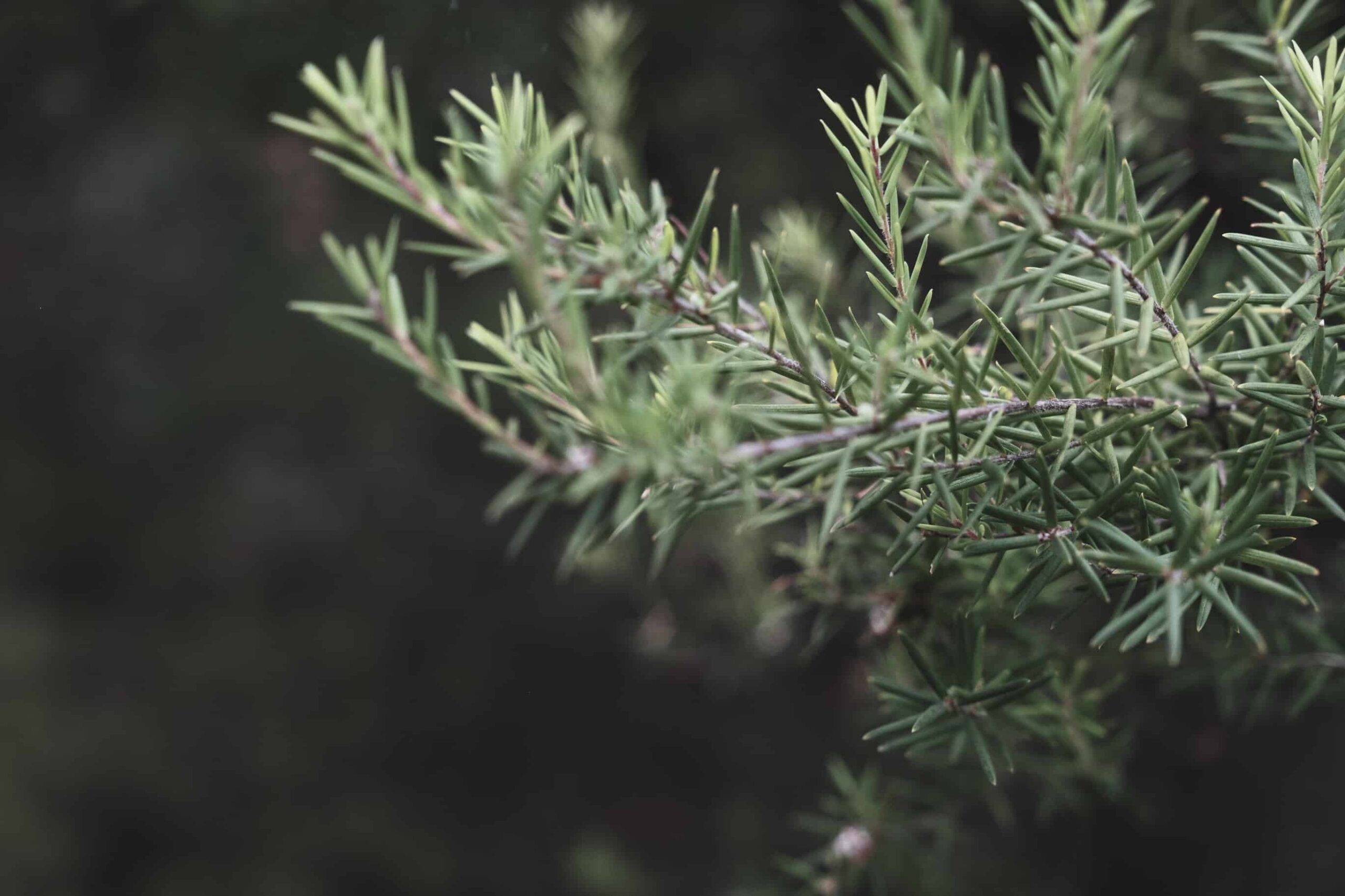 Juniper with thin needles growing in forest