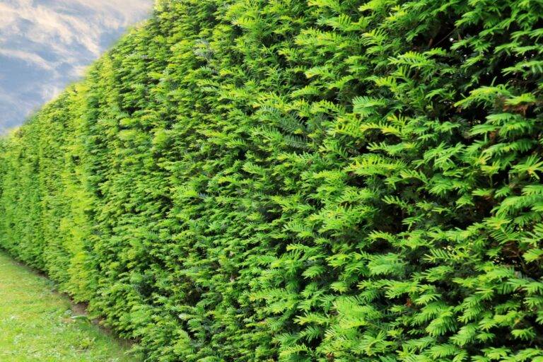 6 Reasons to Consider Privacy Trees - GreenPro - Tulsa's Best Landscaping